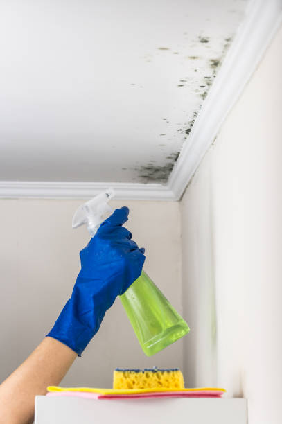 Best Post-Flood Mold Remediation in Middlebury, IN