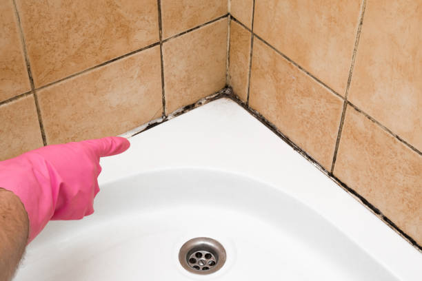 Best Kitchen Mold Remediation in Middlebury, IN